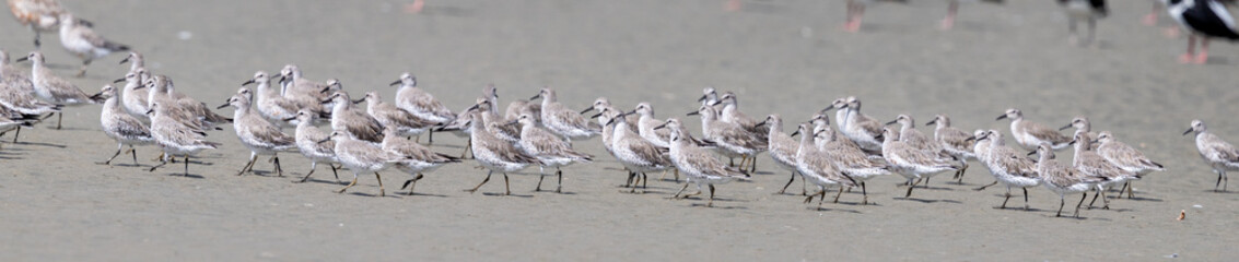 Lesser or Red Knot - Calidris canutus