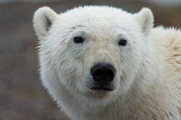 Obraz na płótnie Canvas Polar Bear up close look