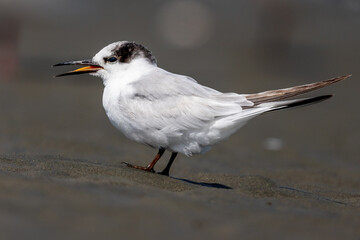 Little tern - Sternula albifrons