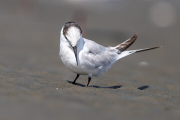 Little tern - Sternula albifrons