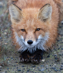 Obraz premium Red Fox laying close up