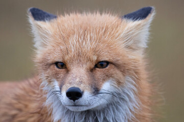 red fox portrait