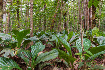Tropical vegetation in Canaima National Park (Bolivar, Venezuela).