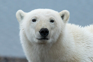 Polar Bear face - obrazy, fototapety, plakaty
