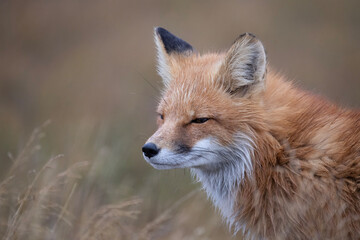 Fototapeta premium red fox vulpes