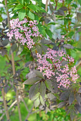 Blossoming black elderberry, variety Black Beauty