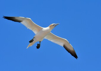 Beautiful Gannet in flight . Brittany France