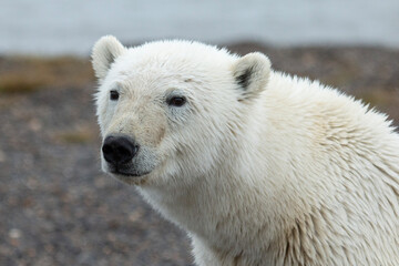 Fototapeta premium polar bear cub