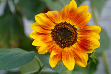 Big flower and green leaves