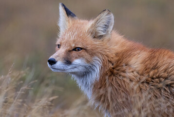 Fototapeta premium Red Fox in grass