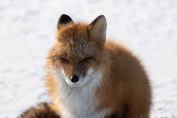 Obraz premium red fox vulpes