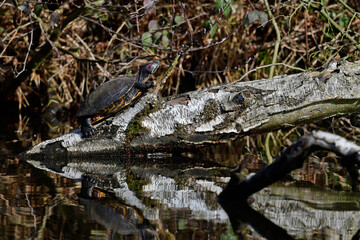 Rotwangen-Schmuckschildkröte // Red-eared slider (Trachemys scripta elegans) - Baldeneysee, Essen
