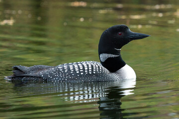 duck on the lake