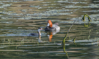 Red head duck (Aythya americana) and horned grebe (Podiceps auritus cornutus) swimming together in small pond