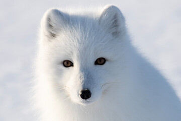 Arctic Fox 2