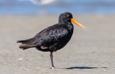 Naklejka premium Variable Oystercatcher in New Zealand