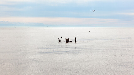 Black cormorants sit on the background of the Black Sea, Poti