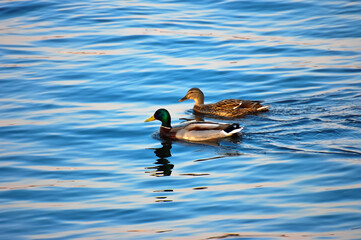 Drake and duck swims down the river