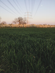 Fototapeta premium Landscape Wheat