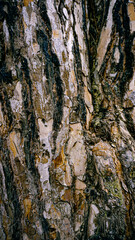 Bark of a tree (in detail) in a recreational park in Bosque San Carlos, in Tierras Blancas, Coquimbo, Chile.