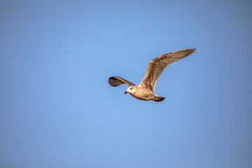 flying seagull against the background of the blue sky