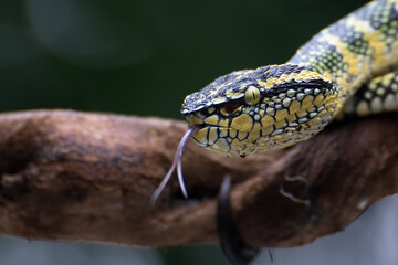 Wagler's pit viper on a tree branch