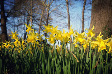 Obraz premium Yellow daffodils, narcissus, in flower