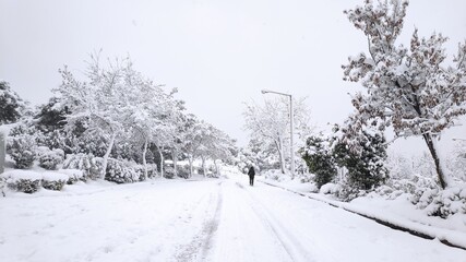 trees and buildings after a snowstorm 