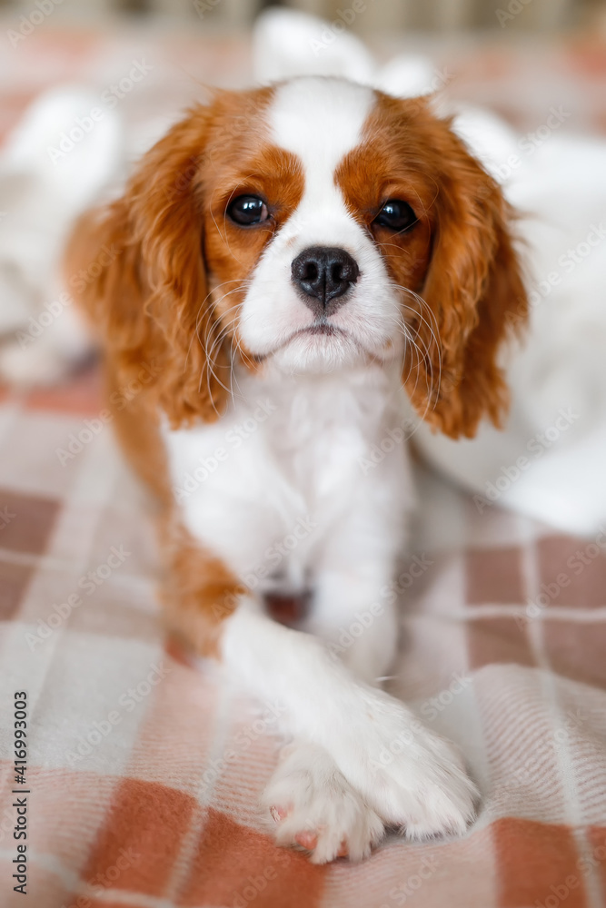 Wall mural cavalier king charles spaniel dog close up puppy