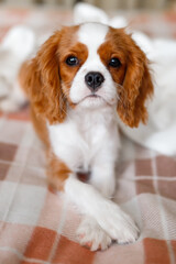 Cavalier King Charles Spaniel dog close up puppy