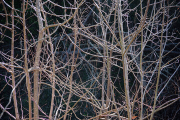 Full frame close-up view of a dense conglomerate of bare twigs and tree branches in winter