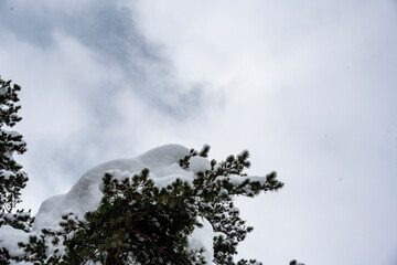 pine branches in the snow after a night snowfall 