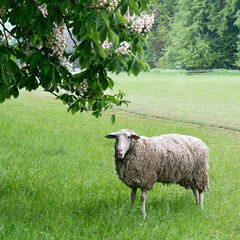 Schaf, Natur, Baum, Kastanienblüte