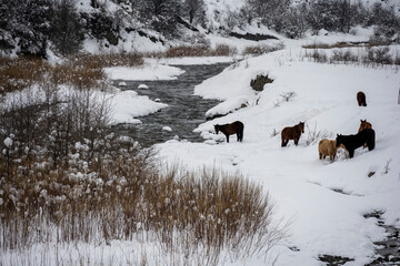 wild horses graze against the backdrop of the mountains of ancient ruined towers and the fallen snow