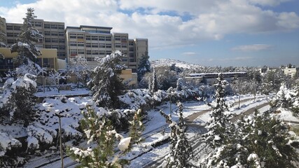 Fototapeta premium trees and buildings after a snowstorm 