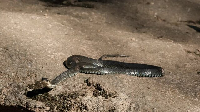 Slow motion of close-up of a large black snake stalking prey while lying on a rock.