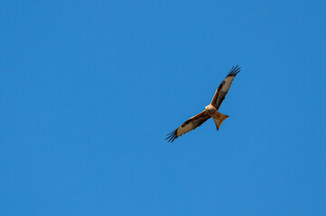 Red Kite, milvus milvus, in flight
