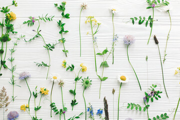 Beautiful wildflowers stems and blooming petals flat lay composition on white wood. Hello Spring