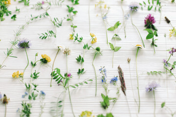 Hello Spring! Beautiful wildflowers stems and blooming petals composition on white wood