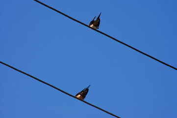 Two swallows sitting on electrical cables