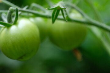 FU 2020-06-13 Garten 32 Tomate an Rispe