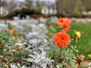 flowers in the garden