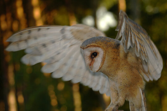 Tyto Bilder Durchsuchen 4,271 Archivfotos, und Videos