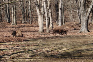 Landscape with buffalo