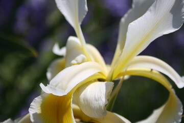 Obraz premium blue iris flower