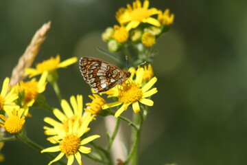 butterfly on a flower
