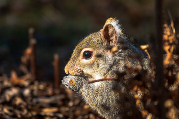 squirrel eating nut