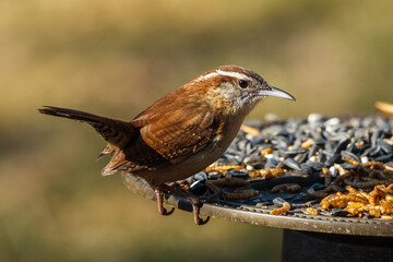female house sparrow
