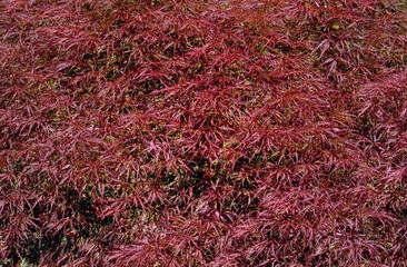 Red Japanese Maple Leaves