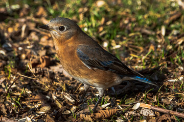 Bluebird in the sun 